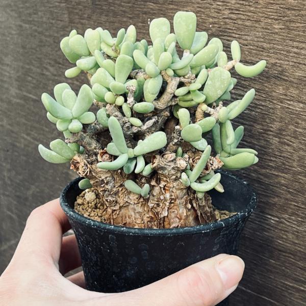 楽天市場】コーデックス：ケラリア ピグマエア 大株*葉幅10cm 現品