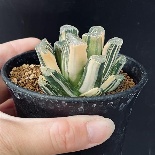 楽天市場】多肉植物：ハオルチア 鮮明黄色斑 万象錦*幅6cm 現品 一品