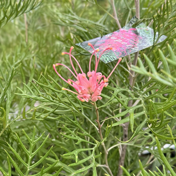 楽天市場】花苗 観葉植物：グレビレア サパーブ*オージープランツ