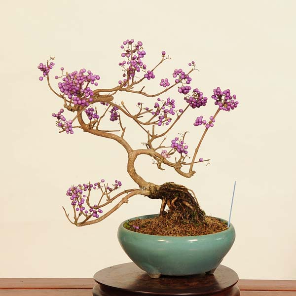 楽天市場】盆栽：小紫式部(こむらさきしきぶ)現品*ムラサキシキブ