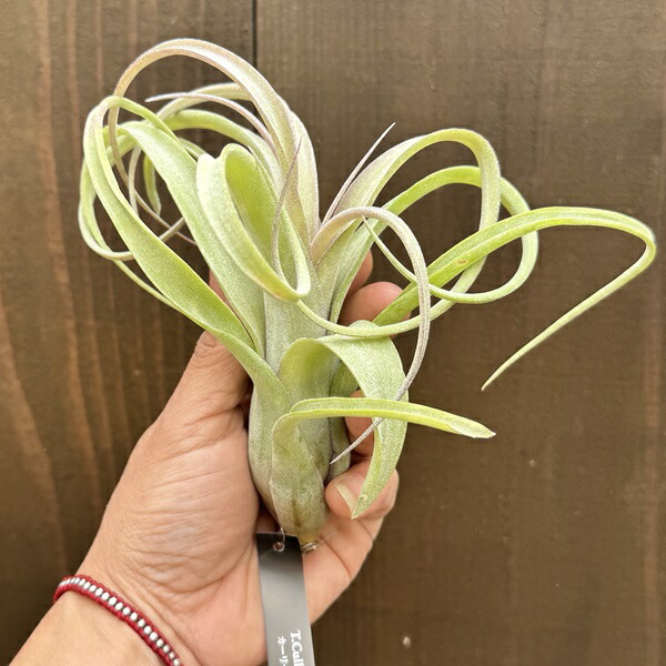 楽天市場】観葉植物：チランジア エアープランツ カーリースリム R