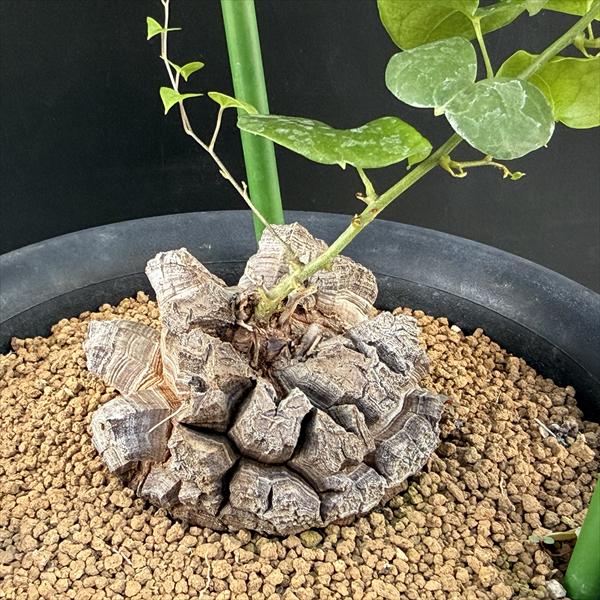 楽天市場】☆特価☆コーデックス：アフリカ亀甲竜*塊根幅7.5cm 現品