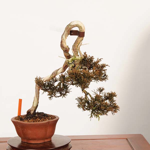 糸魚川真柏」の人気商品一覧 | 安い商品を通販サイトから探す - 価格.com