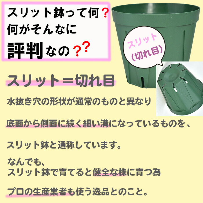 楽天市場】兼弥スリット鉢 ロングサイズ 24cm 8号 モスグリーン