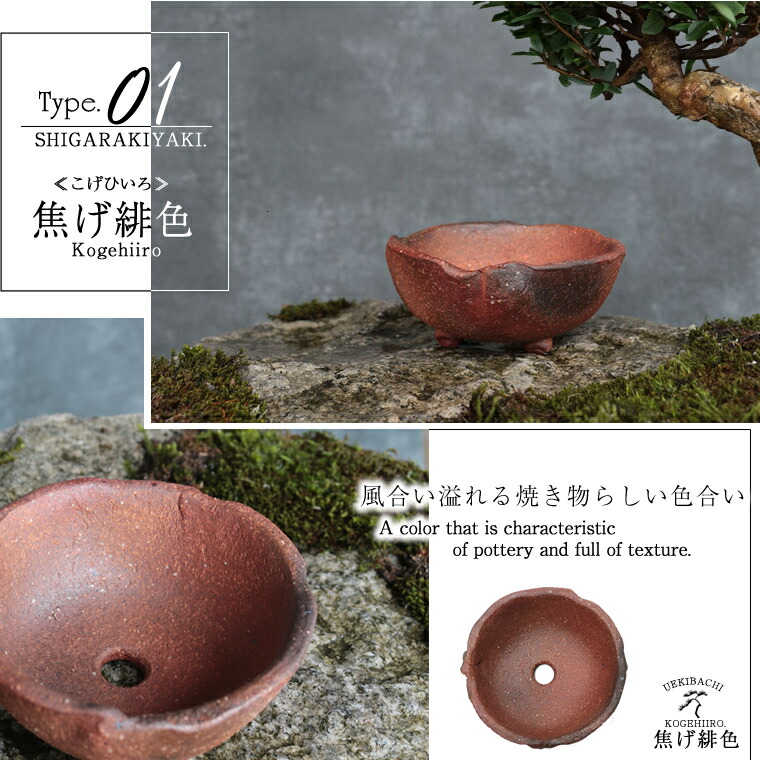 楽天市場】【38時間限定20%OFFクーポン配布中】信楽焼 植木鉢 浅型 足