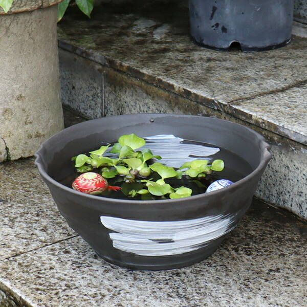 楽天市場】【38時間限定20%OFFクーポン配布中】メダカ鉢