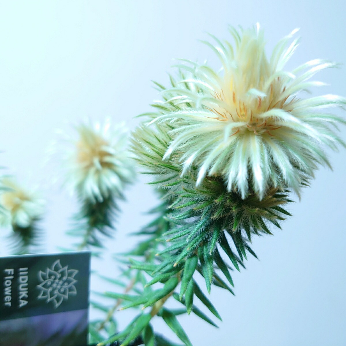 楽天市場】【フィリカ プベッセンス ーワフトフェザー】 ガーデニング