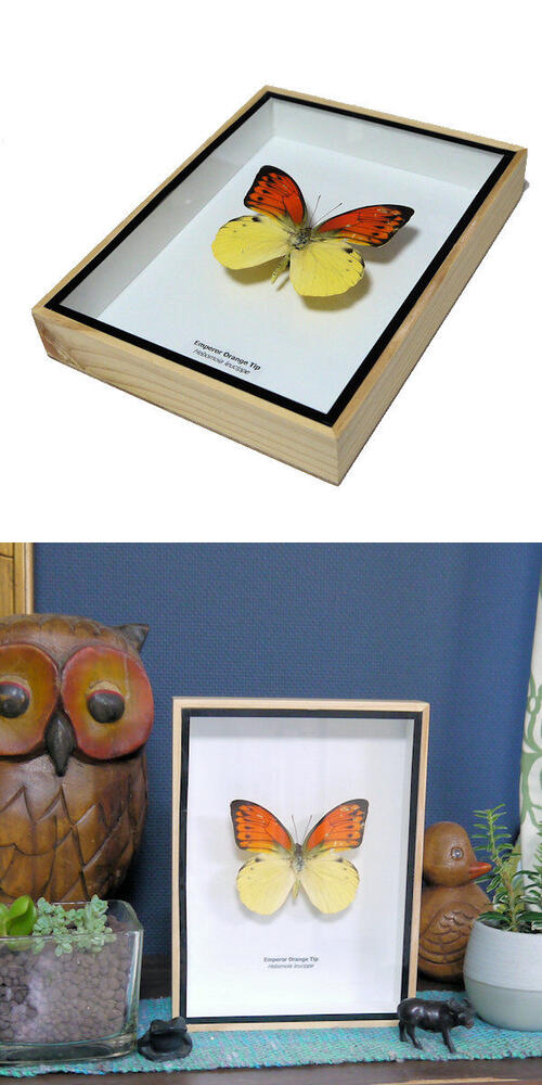 最終価格‼️【自然雑交種】デタニヒイロ×ヒイロツマベニチョウ♂♂標本