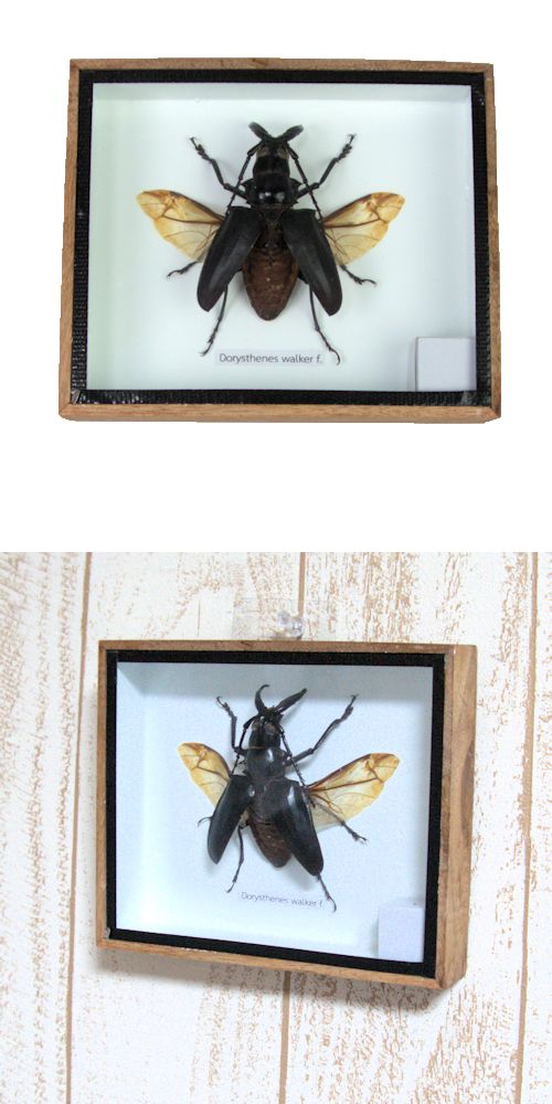 楽天市場】昆虫の標本 シャムオオキバノコギリカミキリ Dorysthenes