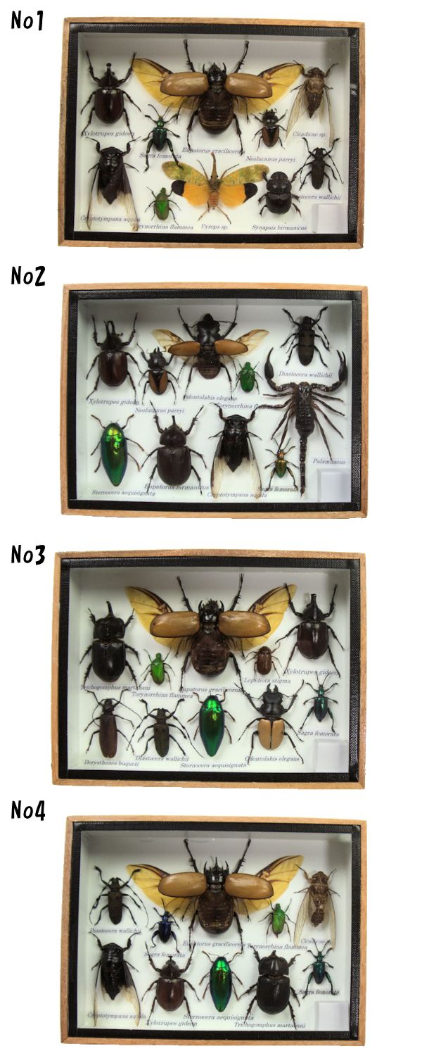 楽天市場】昆虫の標本 世界のクワガタなど 10～11匹 (小大) : まんまる