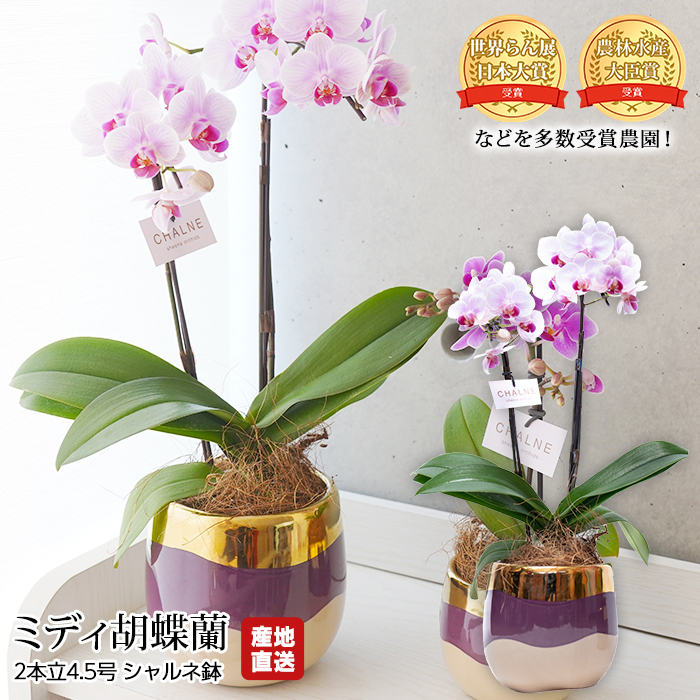 楽天市場】【エントリーでP10倍】 胡蝶蘭 ミディ胡蝶蘭 2本立 4.5号
