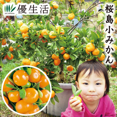 桜島小みかん」の人気商品一覧 | 安い商品を通販サイトから探す - 価格.com