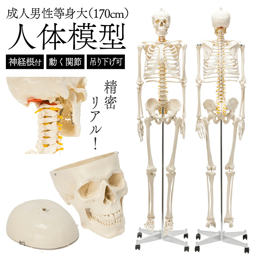 楽天市場】人体模型 下肢骨 大腿骨 脛骨 足骨 等身大 86cm ワイヤー