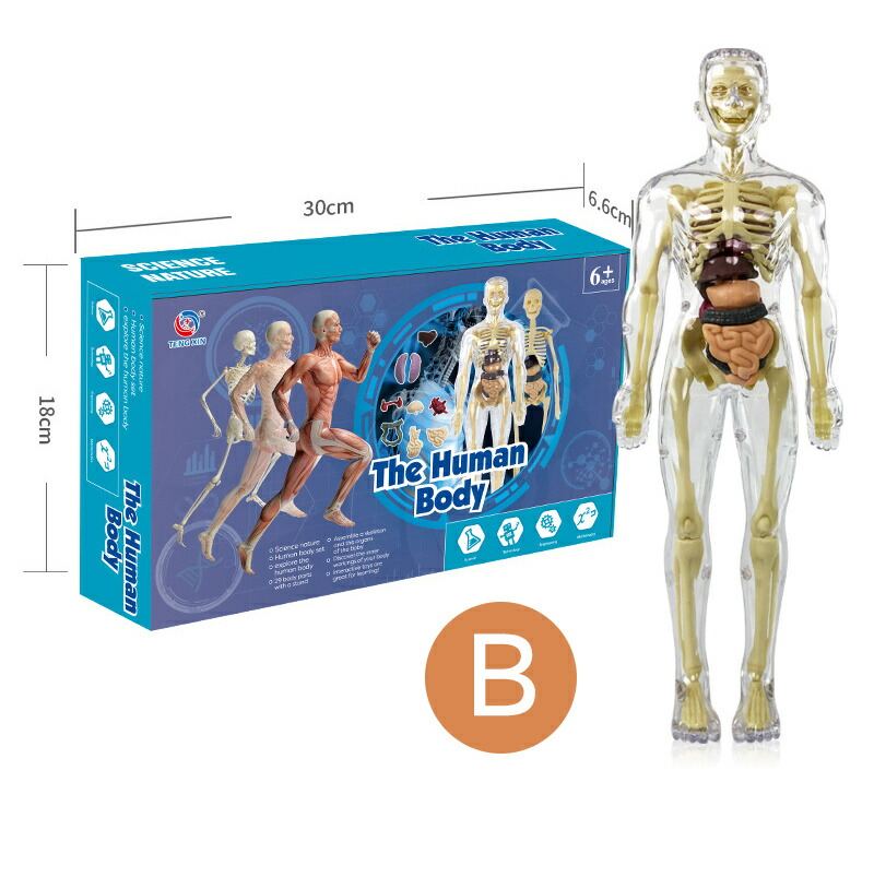 楽天市場】人体模型 骨格 ミニ 人体骨格模型 人体解剖学モデル 人体