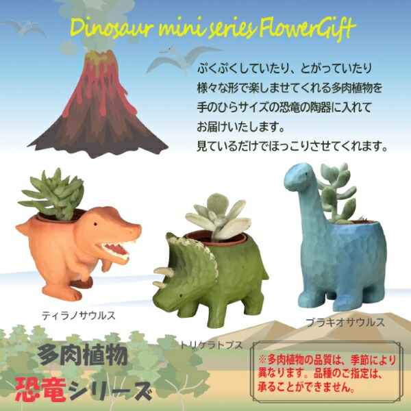 楽天市場】当日発送17時〆 多肉植物 鉢植え 多肉 トリケラトプス