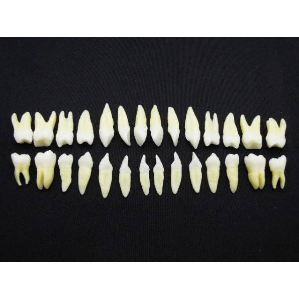 楽天市場】○メール便無料 永久歯 歯 歯列 歯科 模型 28本 : 365ツール