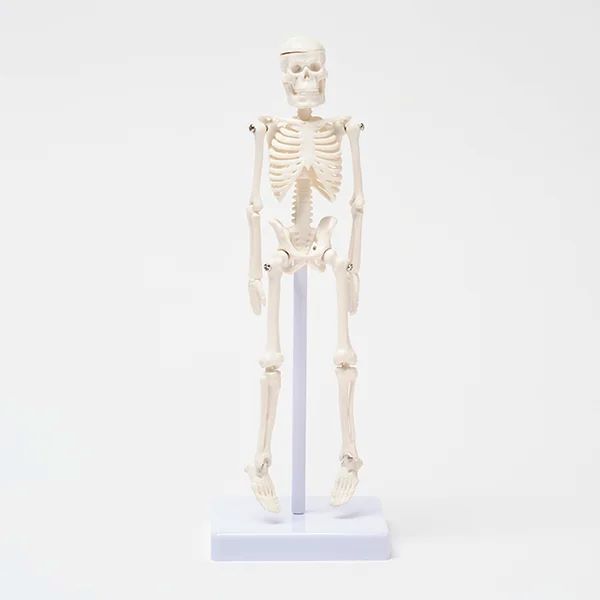 楽天市場】人体模型 骨格模型 22cm 骨 スタンド付き 骨格標本 関節