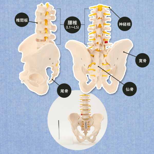 楽天市場】人体模型 骨格模型 骨盤 腰椎 模型 実物大 間接模型 骨格