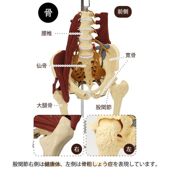 楽天市場】骨盤模型 人体模型 主要筋・靭帯・神経付 実物大 骨格模型