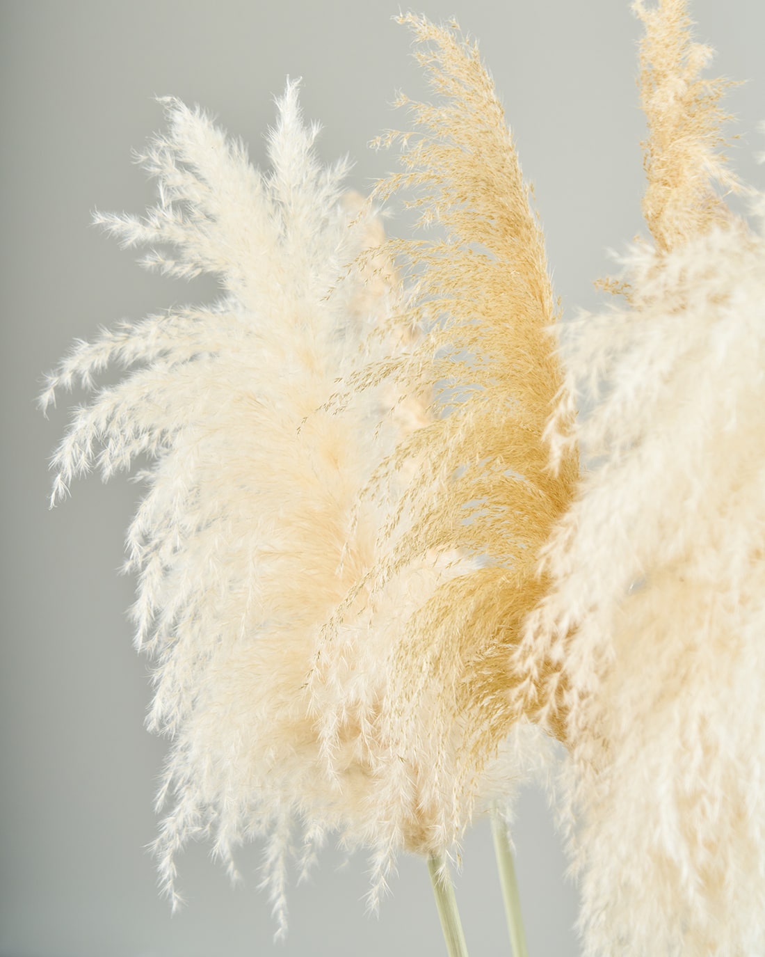 BIGボタニカル｜ドライ］パンパスグラス 150-160cm 商品ページ - 土と