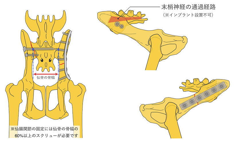 裁断済み犬と猫の骨折・脱臼の初期対応 いざという時に役立つ!犬