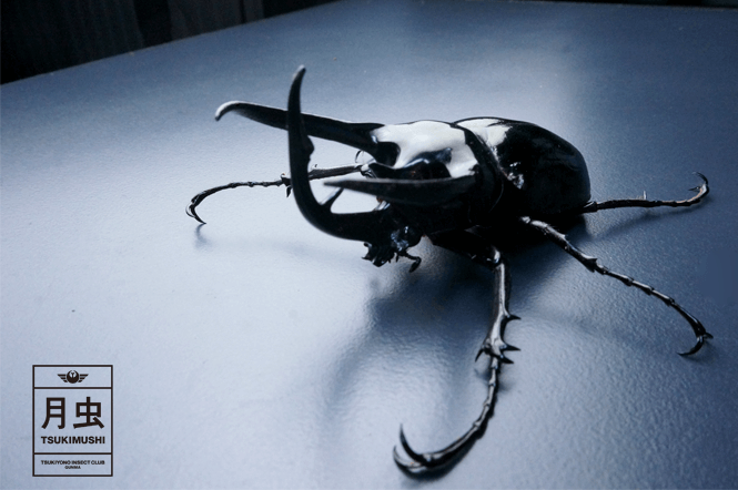 コーカサスオオカブトのご紹介アジア最大！キラっと光る美しき暴君 | 月虫