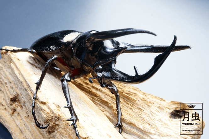 コーカサスオオカブトのご紹介アジア最大！キラっと光る美しき暴君 | 月虫
