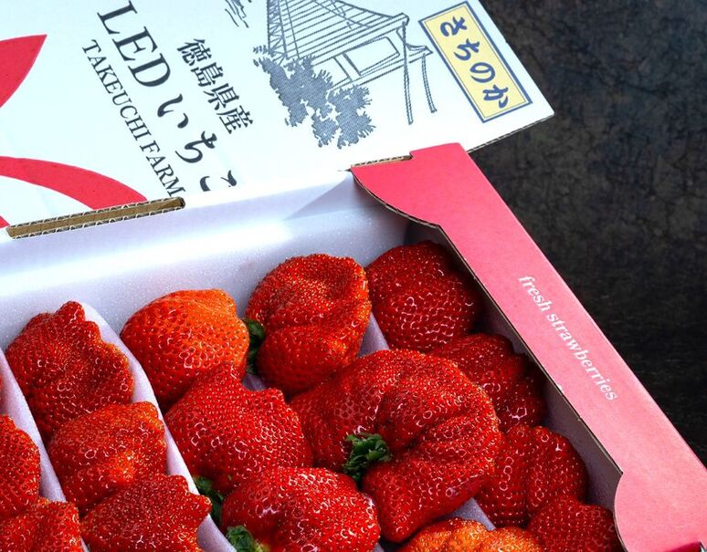竹内農園 LEDいちご「とくしまいちご（品種 さちのか）」徳島県産