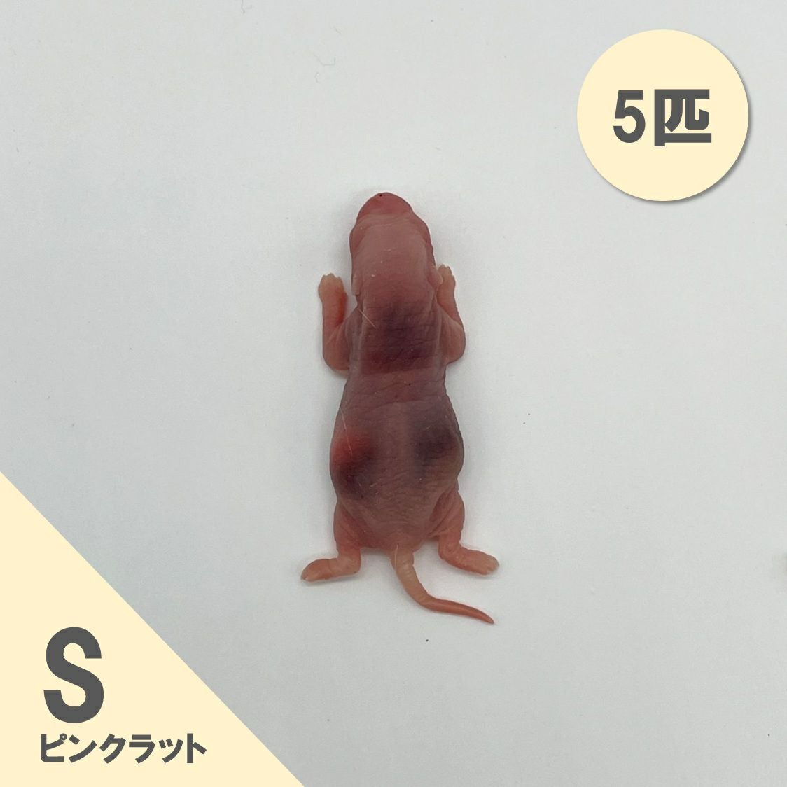 冷凍ラット | 月夜野ファームの通販