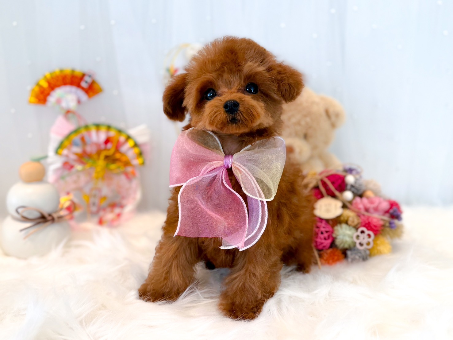 レッドフォーンちゃん | トイプードル専門店｜フェアリスリール＊福岡博多