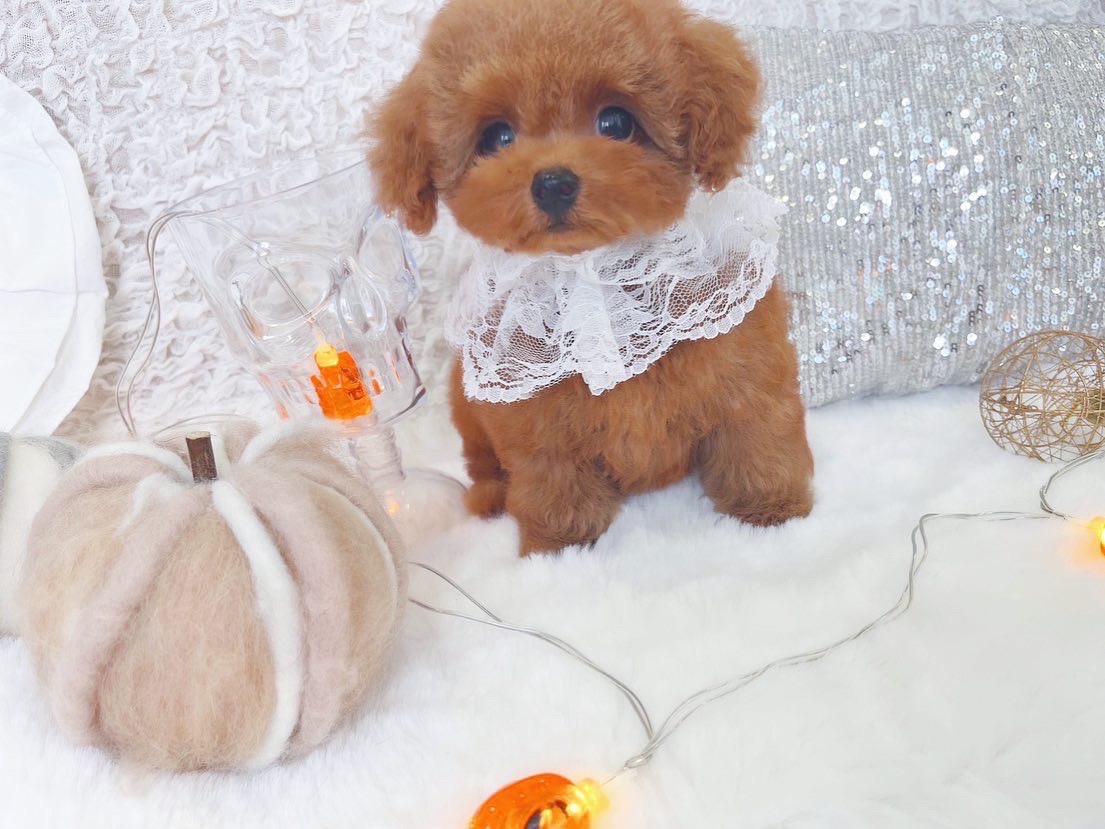 もこもこふわふわな毛ぶきが良く可愛いレッドの女の子＊4055 | トイ