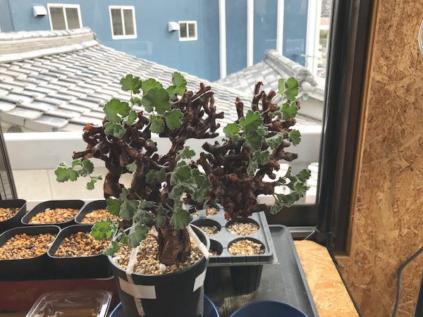 ぺラルゴニウム ミラビレ 発根管理3 | 塊根植物・コーディックス・多肉