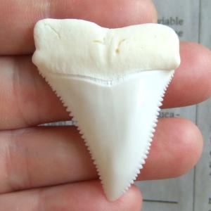 現品レア】サメの歯 ホホジロザメ（ホオジロザメ）の歯 上あご 4.8cm