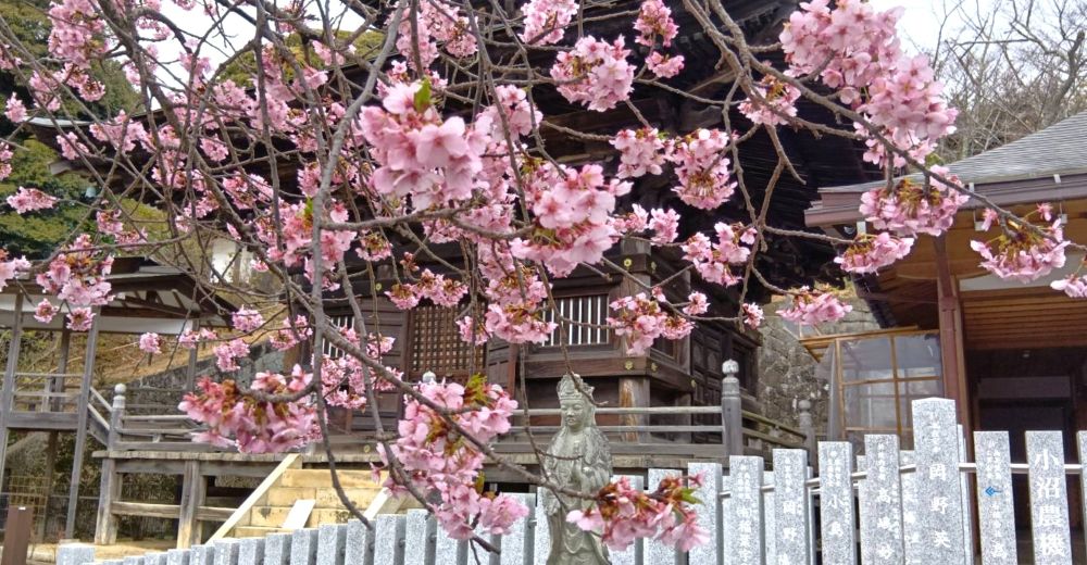 雨引観音で河津桜が見頃に かれんなピンク色の花が境内染める 例年より