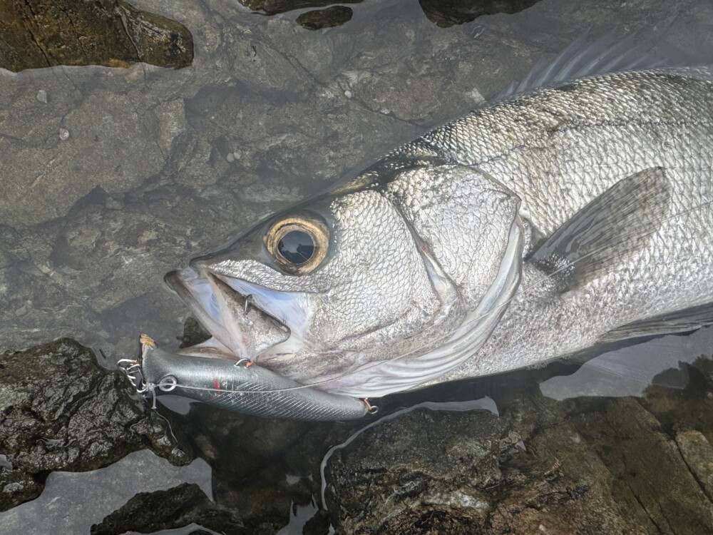 鹿児島県 甑島 地磯 ヒラスズキゲーム 2025年6月 (BlackDimension