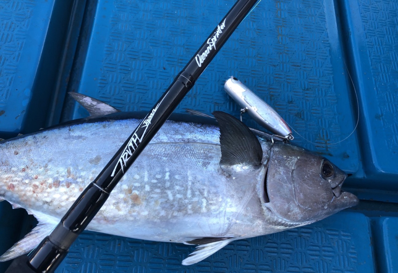 山口県沖 コシナガマグロ(小型のマグロ)キャスティング