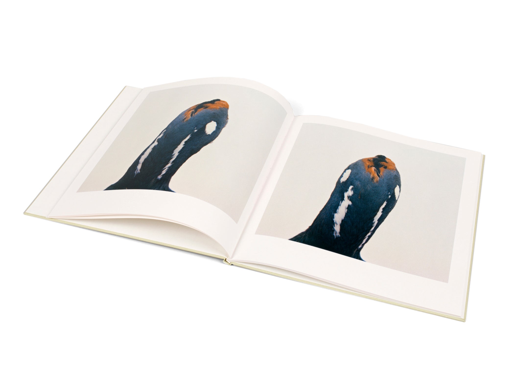 BIRD by Roni Horn – twelvebooks