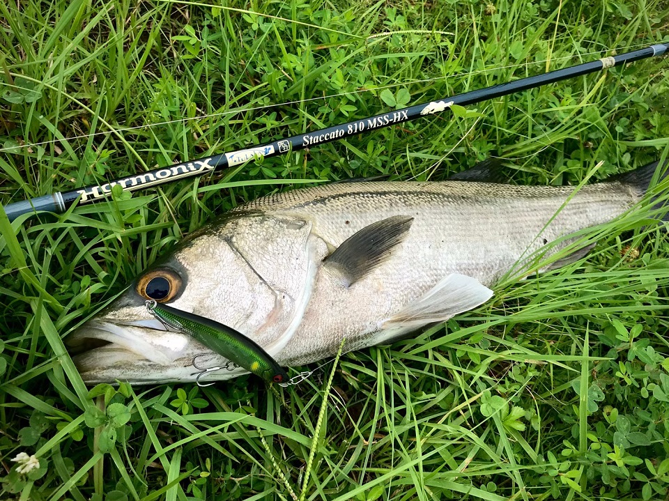 TULALA | Ford every stream | » Staccato810MSS-HX