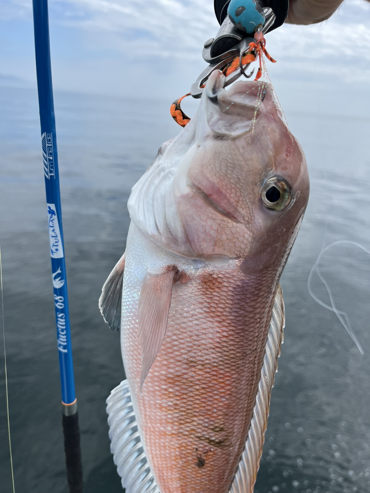 TULALA | Ford every stream | » Fluctus S68ML StrawSetting