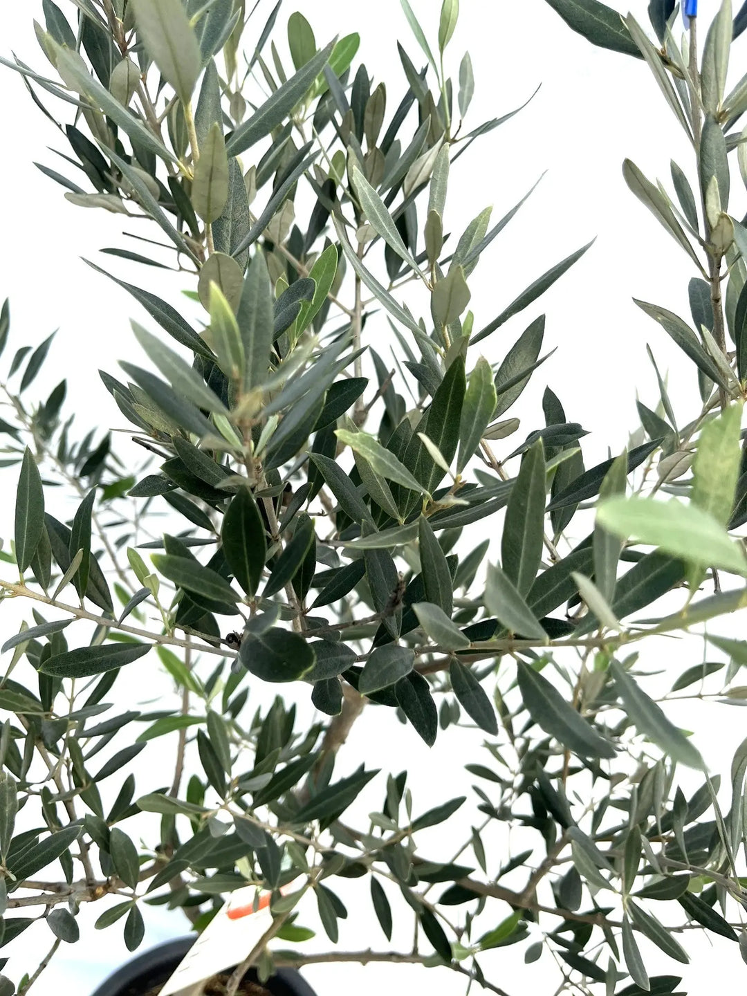 ホジブランコ Lサイズ 約140cm NO.10277 オリーブの木 - 株式会社鶴亀園