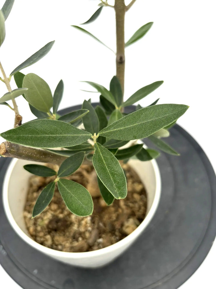 カラマタ XXSサイズ 約40cm NO.10286 オリーブの木 - 株式会社鶴亀園