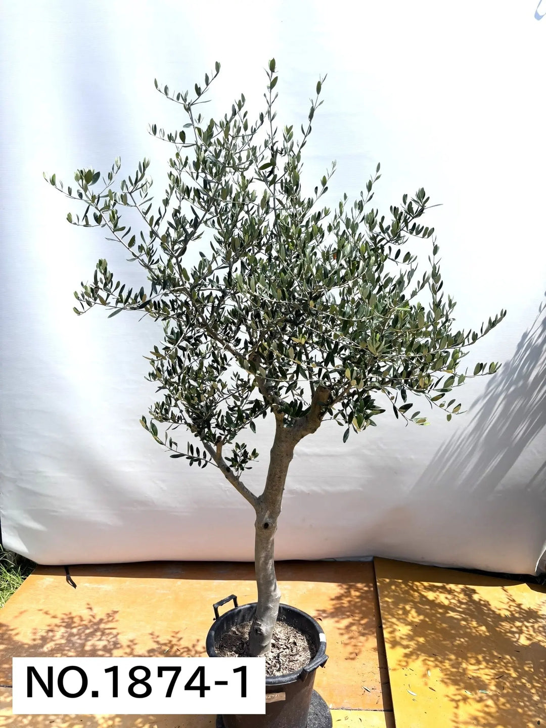 NEW【人気・寒冷地OK】ルッカ（オリーブの木）〈大型商品〉｜約200cm