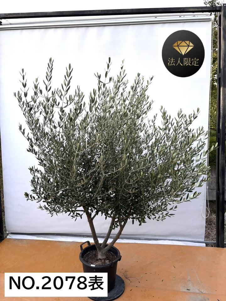 NEW【法人限定】ルッカ（オリーブの木）｜XLサイズ｜NO.2078｜約210cm