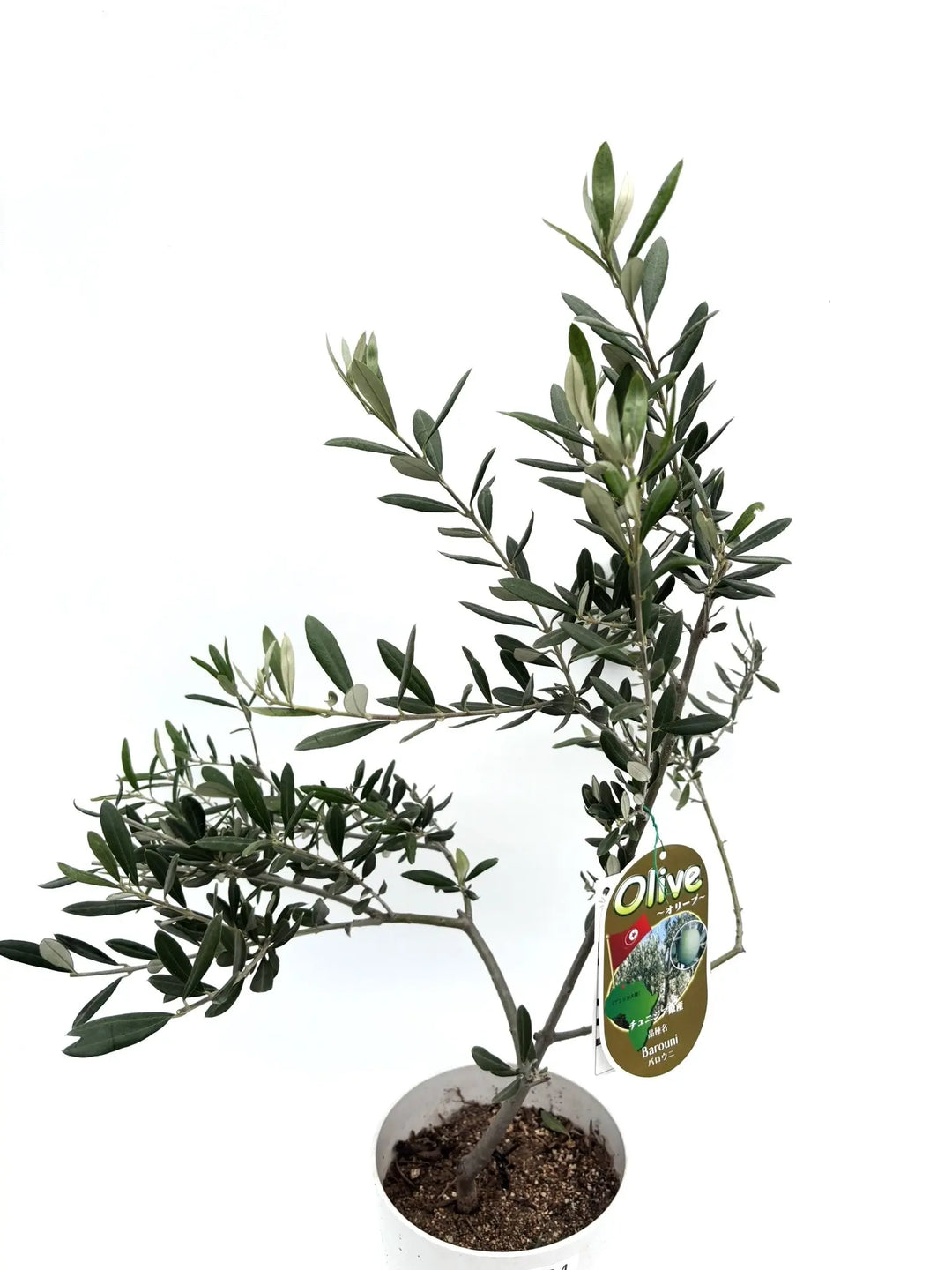 バロウニ XSサイズ 約80cm K-124 オリーブの木 希少品種 - 株式会社鶴亀園