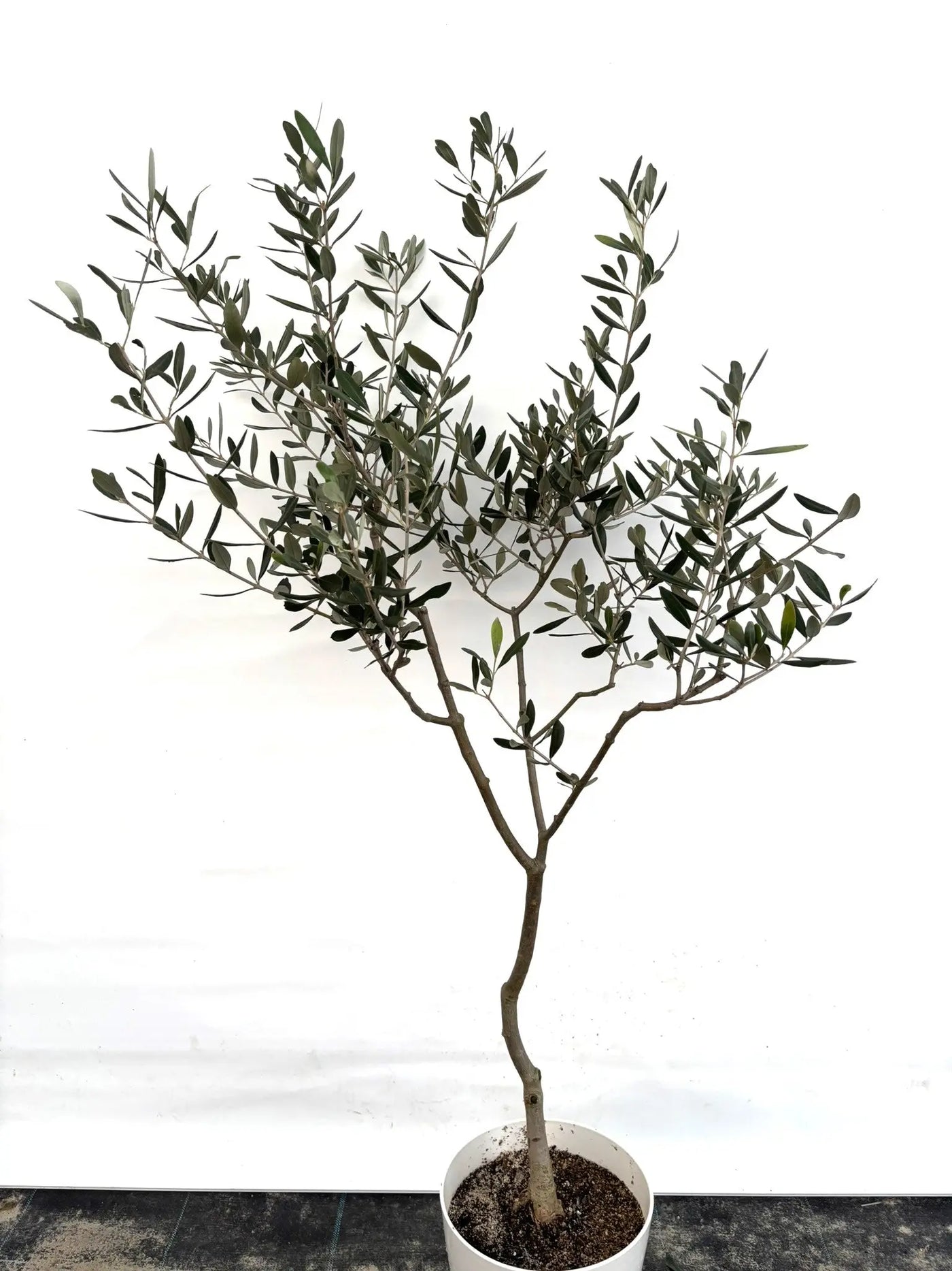 アスコラーナ Sサイズ 約130cm K-21 オリーブの木 - 株式会社鶴亀園