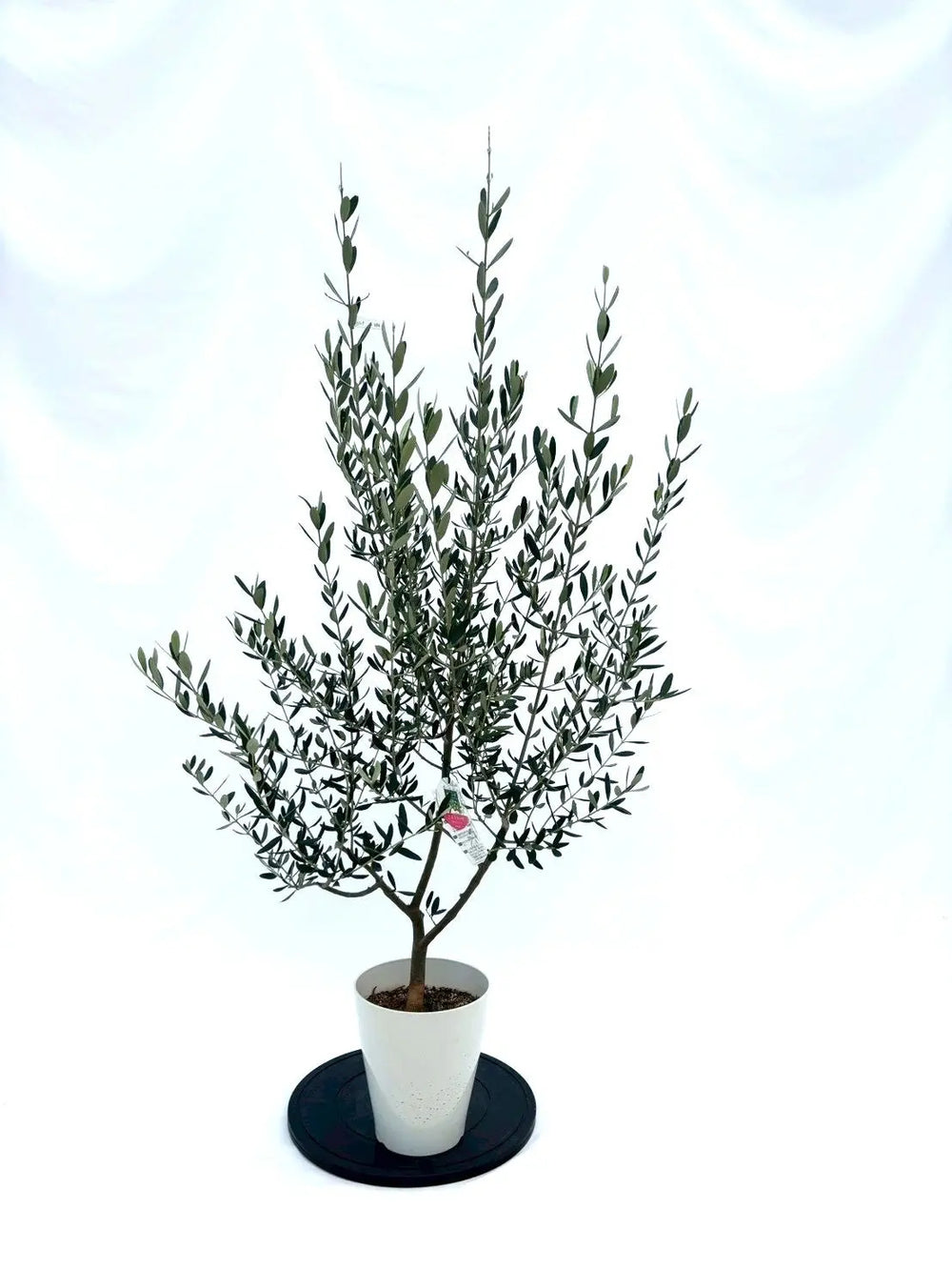 オリーブの木（全商品）｜写真の木をそのままお届け［現品販売］｜鶴亀