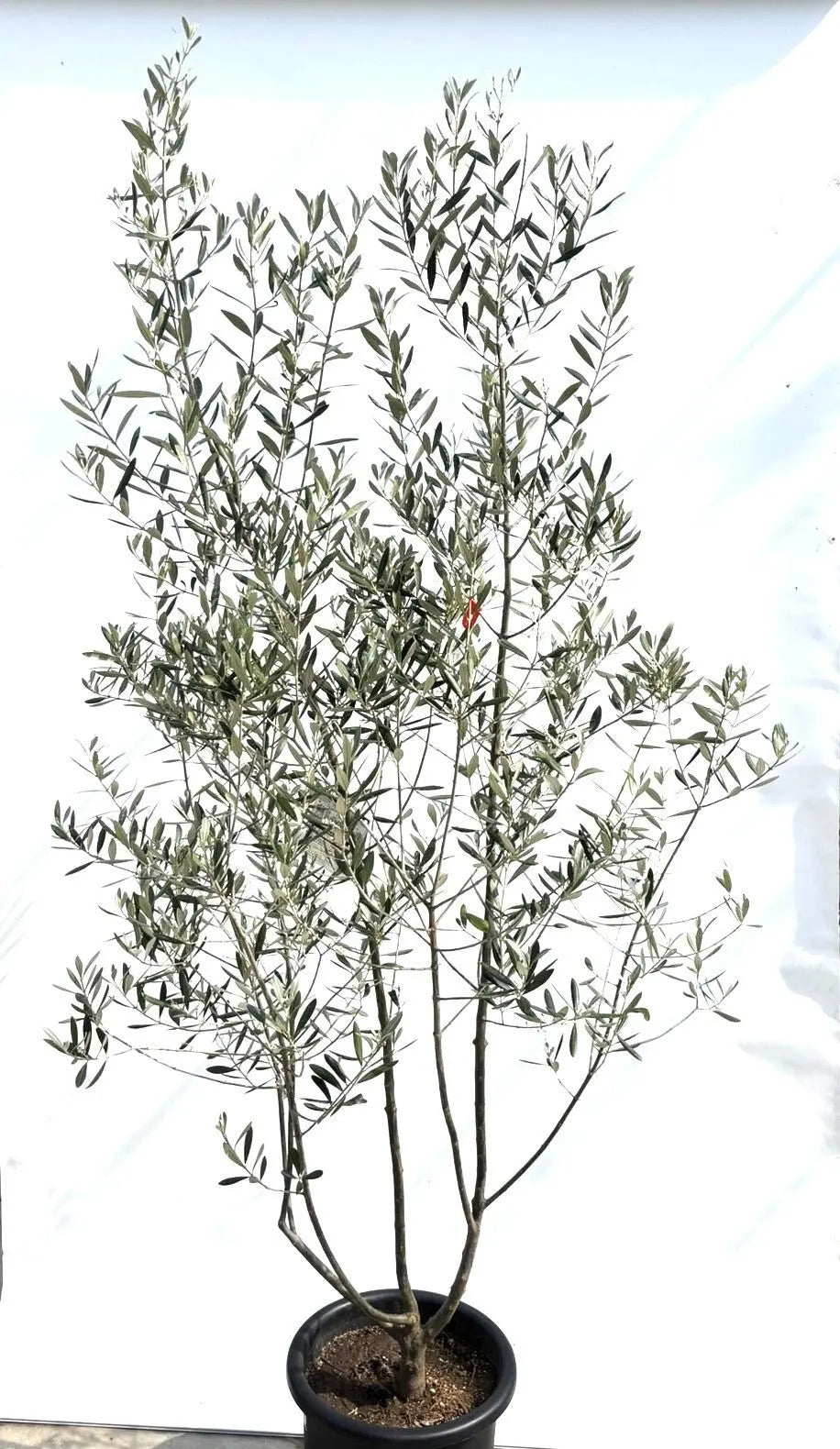 人気・直立型】ミッション（オリーブの木）〈シンボル向き〉｜200cm｜L