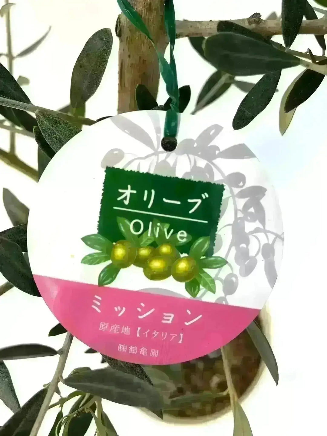 NEWミッション（オリーブの木）｜Sサイズ｜NO.10648｜約130cm｜人気