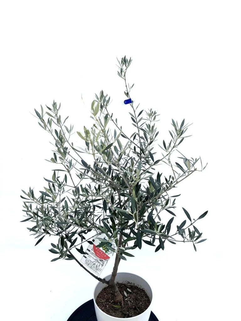 ホジブランコ Sサイズ 約100cm NO.10533 オリーブの木 人気品種 - 株式