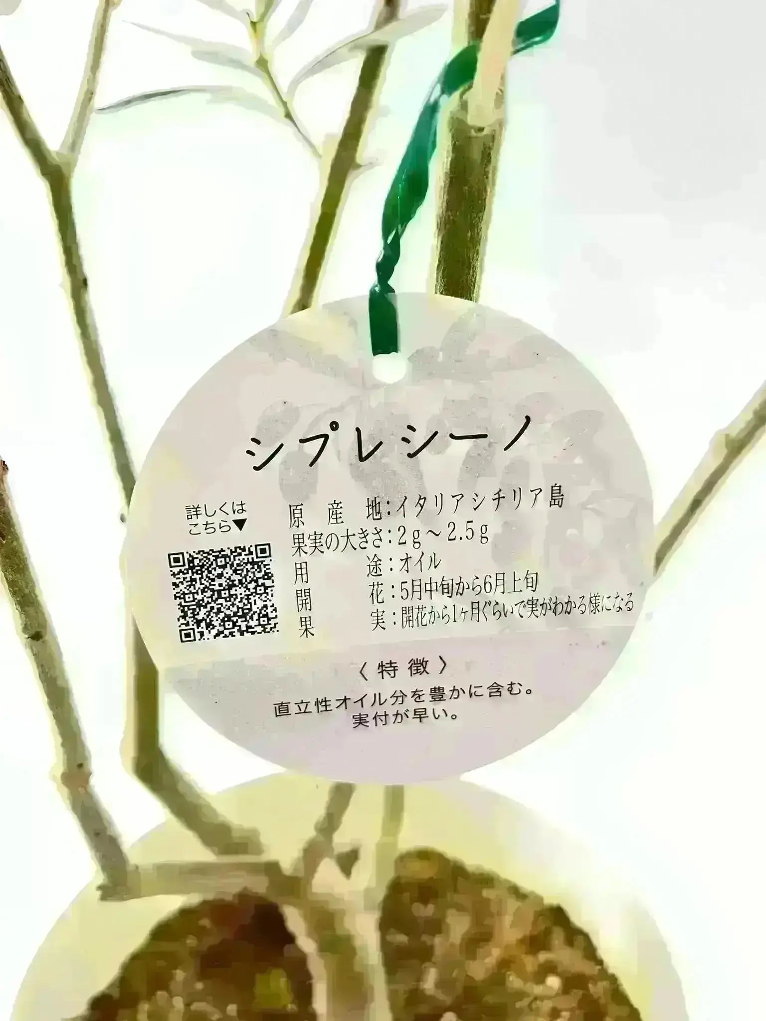 NEWシプレシーノ（オリーブの木）｜大型商品｜NO.1953｜約170cm｜人気